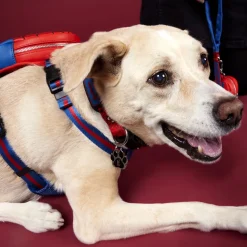 Marvel Pet Accessories<Spider-Man Dog Collar