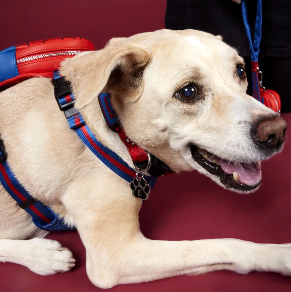Marvel Pet Accessories<Spider-Man Dog Collar